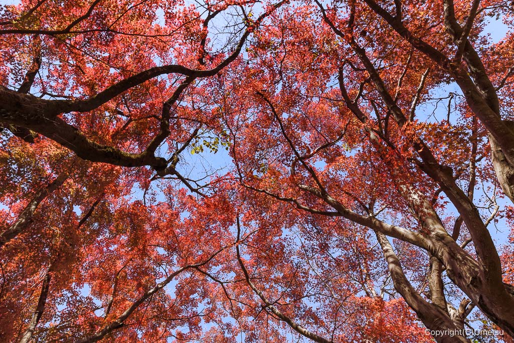 青梅・御岳渓谷、鵜の瀬橋付近の紅葉