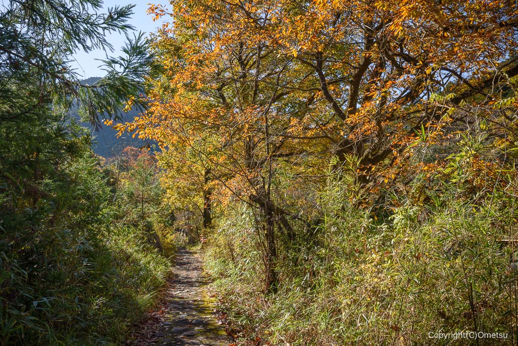 青梅・御岳渓谷、右岸路