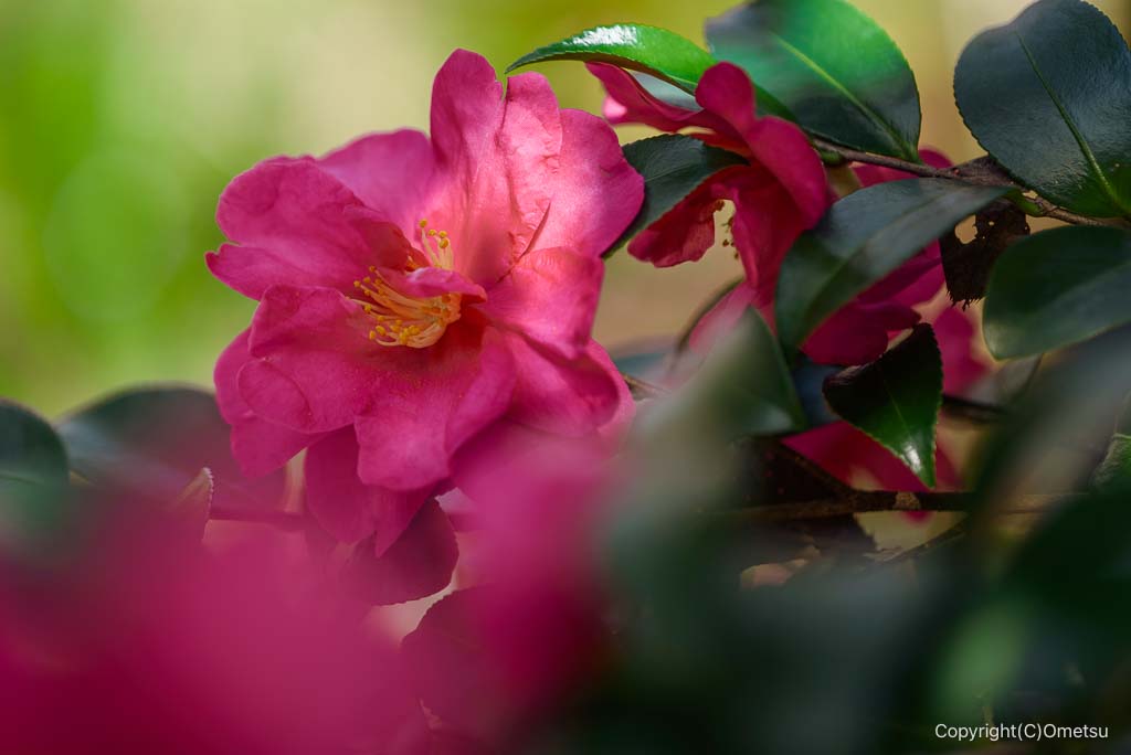 青梅・御岳渓谷、玉堂美術館のサザンカ