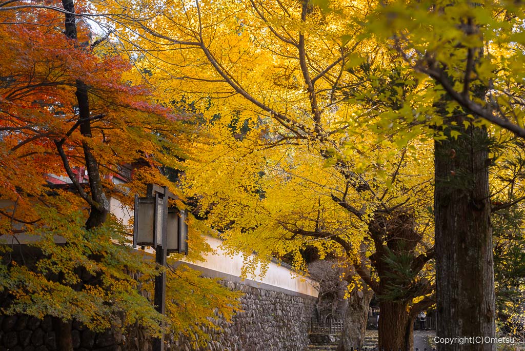 青梅・御岳渓谷、玉堂美術館とイチョウ