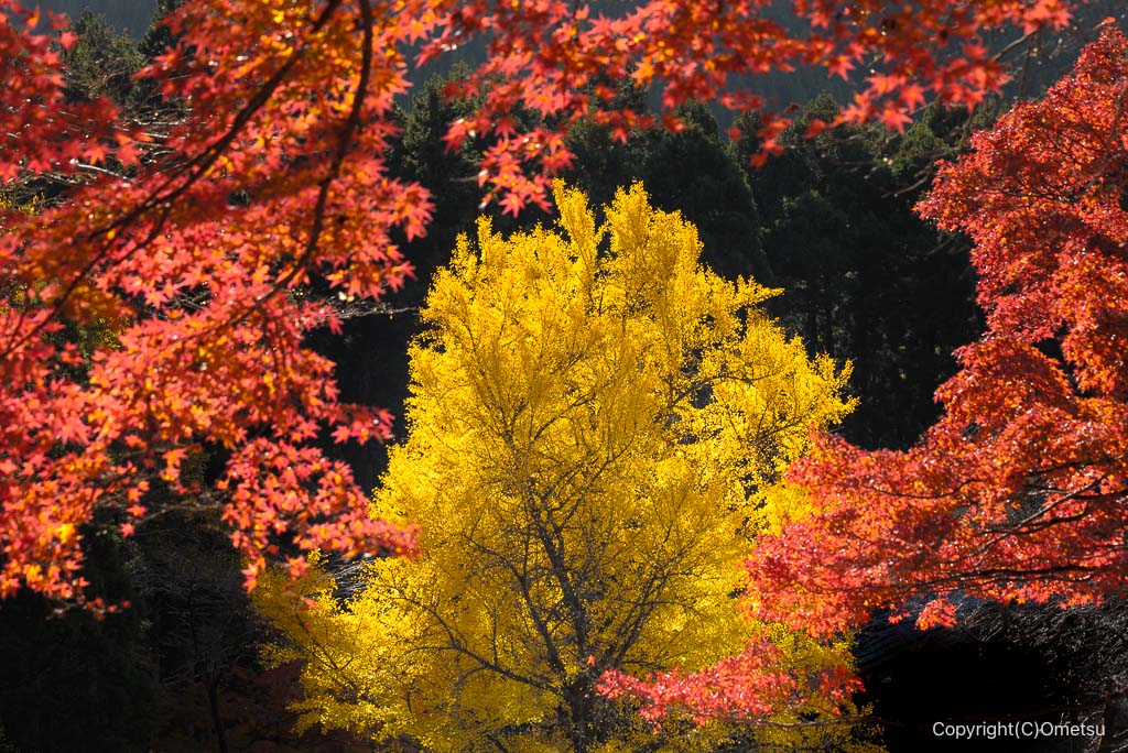 青梅・御岳渓谷、イチョウの黄葉と、モミジの紅葉