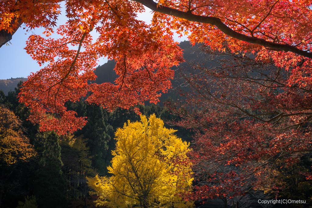 青梅・御岳渓谷、イチョウの黄葉と、モミジの紅葉