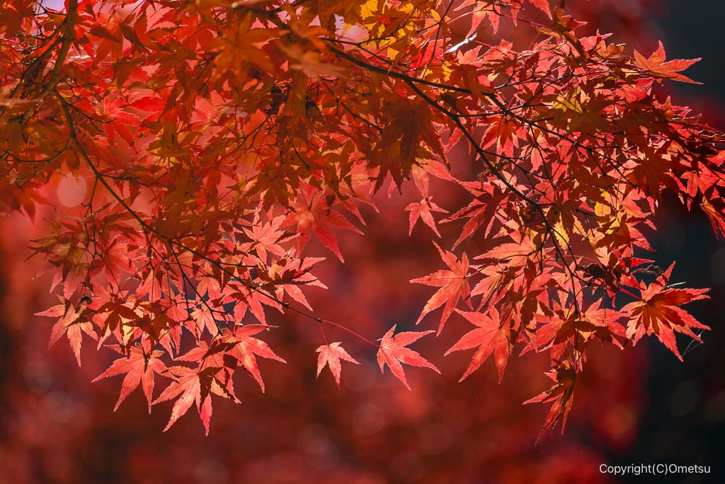 青梅・御岳渓谷、モミジの紅葉