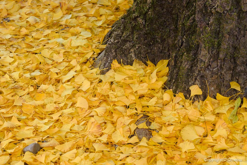 青梅・御岳渓谷、玉堂美術館前のイチョウの落ち葉