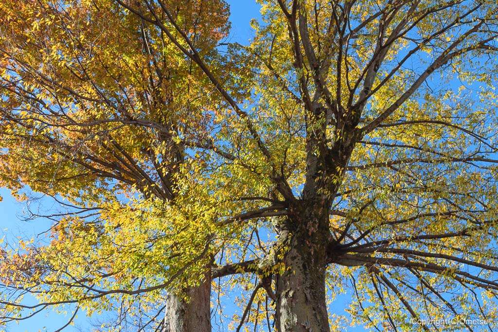 福生市・石川酒造のけやき