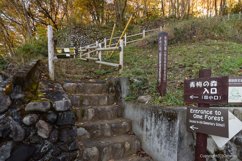 青梅の森・四小口