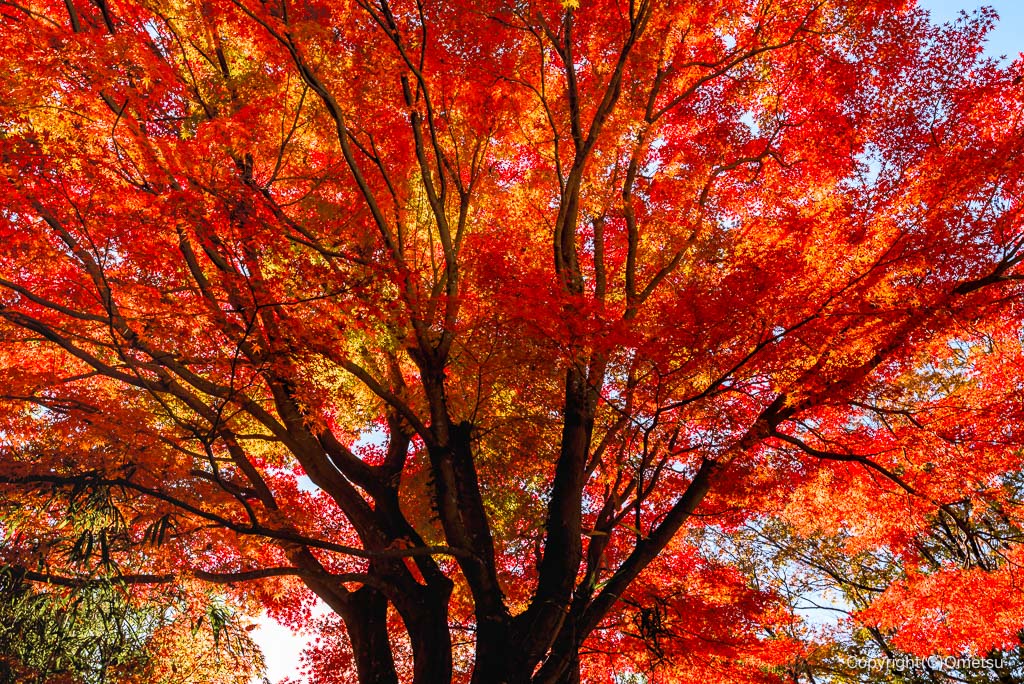 青梅の森の、紅葉