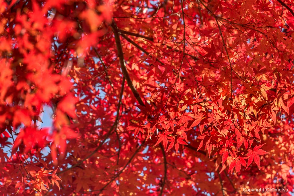 青梅の森の、紅葉