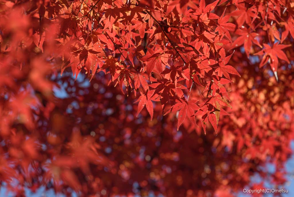 青梅の森の、紅葉のモミジ