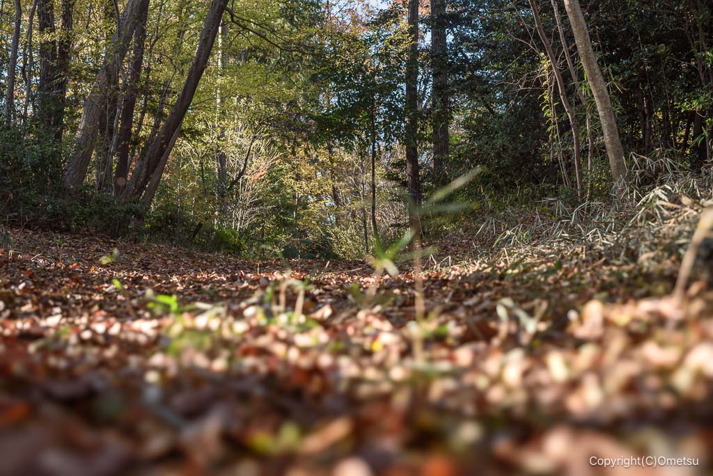 青梅の森の、落ち葉の道
