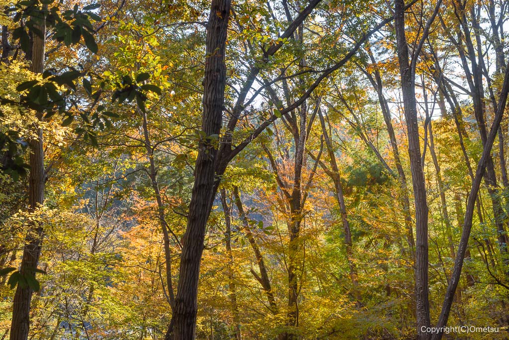 青梅の森の、雑木林の紅葉