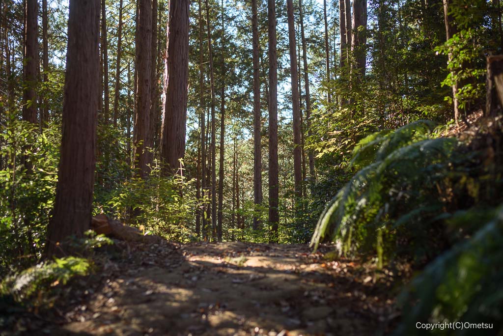 青梅の森、針葉樹の道