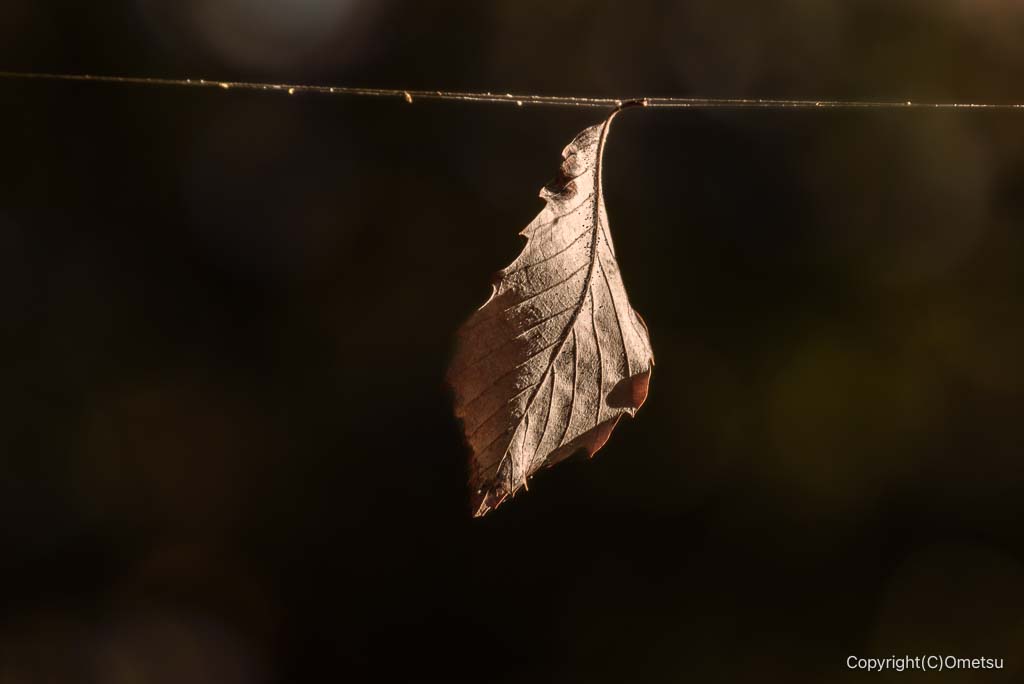 青梅の森の、蜘蛛の糸の落ち葉