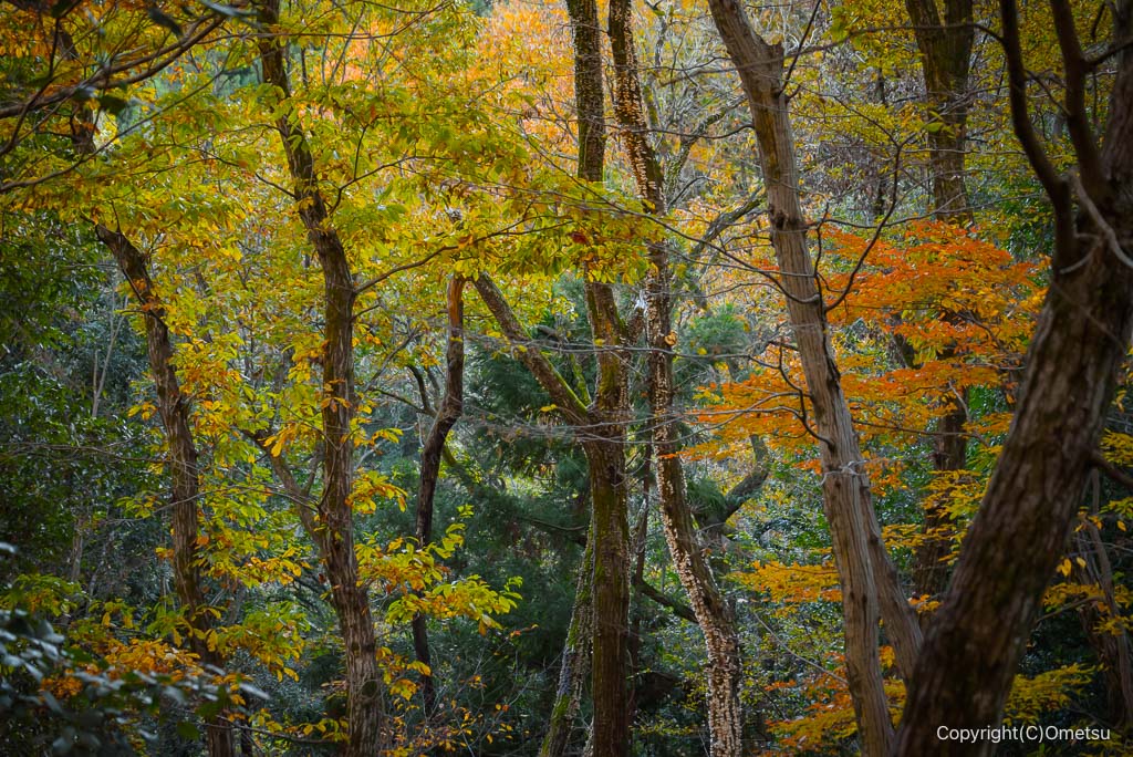 青梅の森の、雑木林