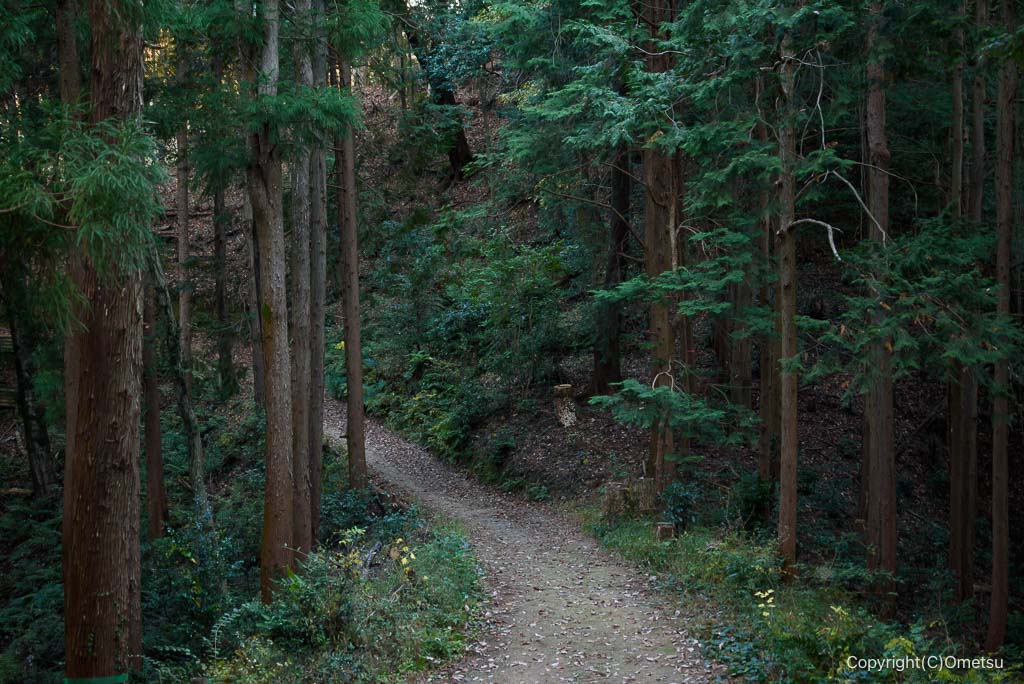青梅の森の、登山道