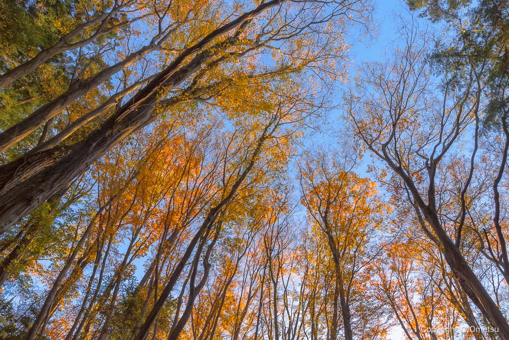 青梅の森の、雑木林の紅葉