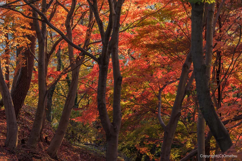 青梅丘陵ハイキングコースの、金比羅神社近くの紅葉