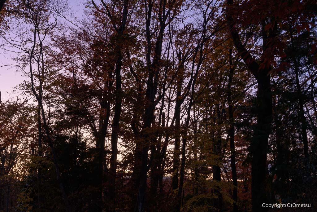 青梅の森、日暮れの雑木林