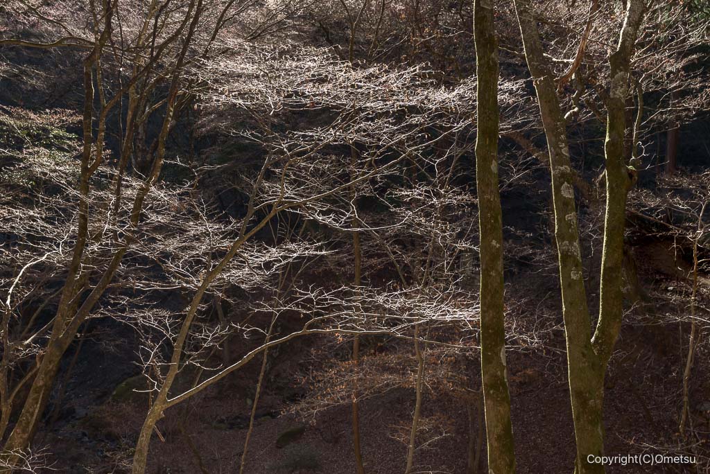 青梅市・御岳山の、冬枯れの広葉樹林