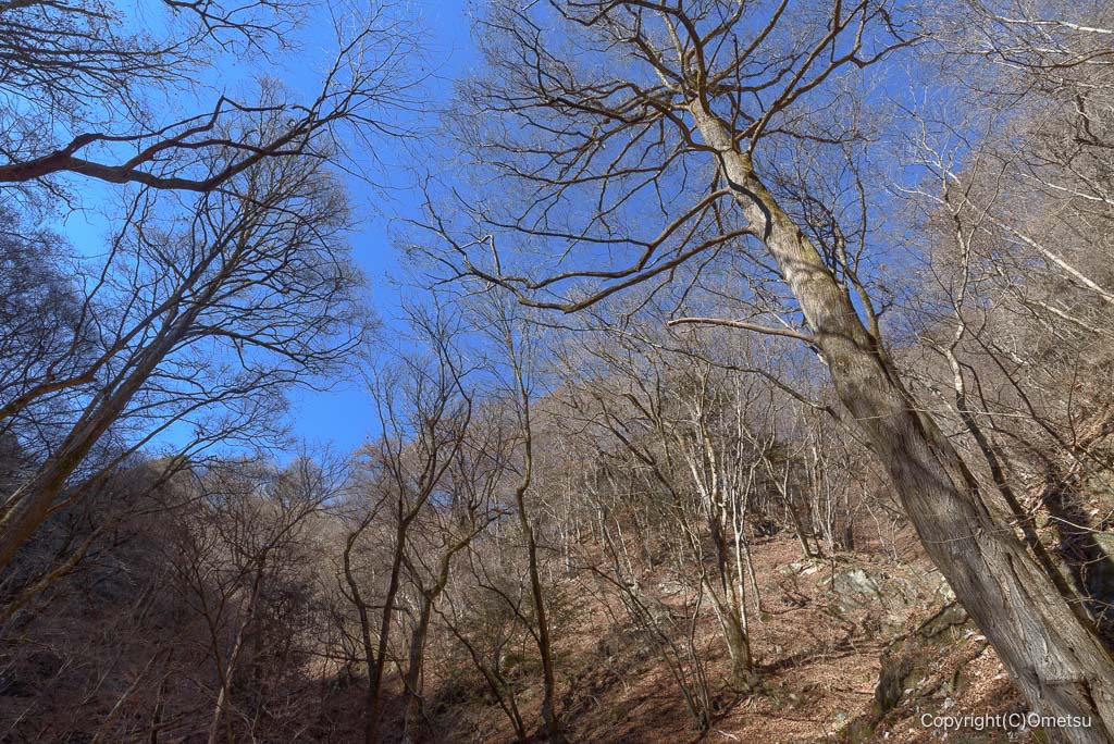 青梅市・御岳山、ロックガーデンの森