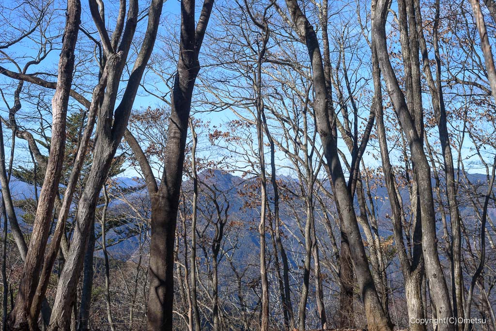 奥多摩・丹三郎尾根の森