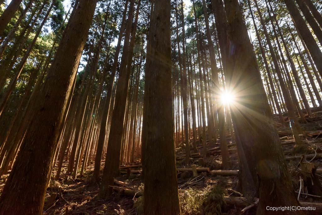 奥多摩・丹三郎尾根の、針葉樹林