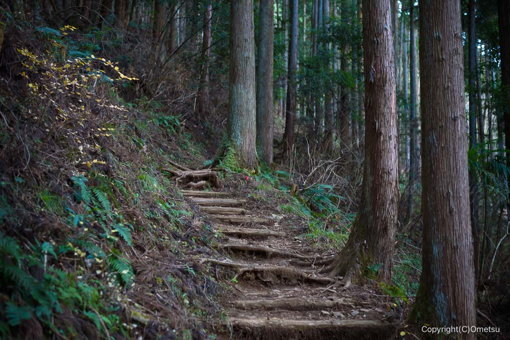 奥多摩・丹三郎尾根の登山道