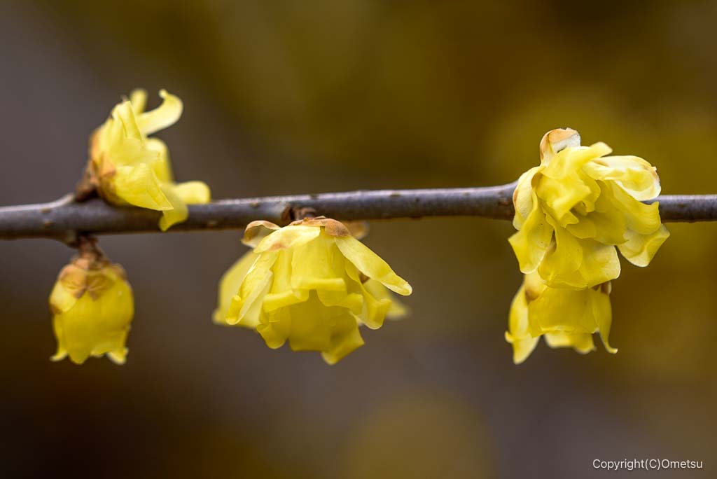 青梅市・柚木苑地のロウバイ