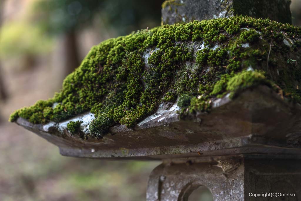 青梅市・柚木御岳神社の苔