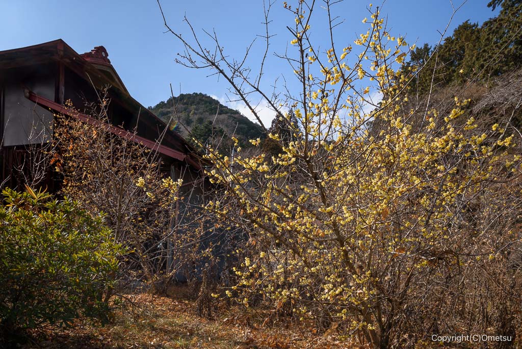 青梅市・愛宕神社のロウバイ