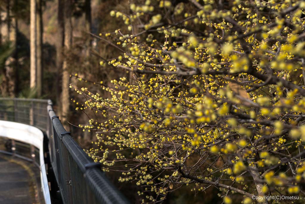 青梅市・ロウバイ通り