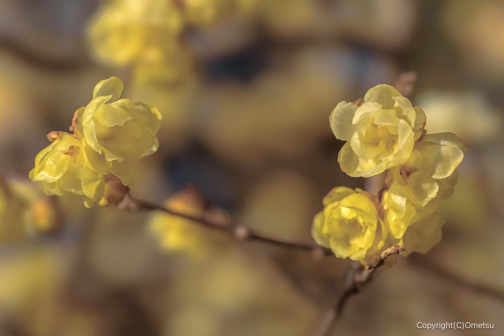 青梅市・ロウバイ通りの、ロウバイ