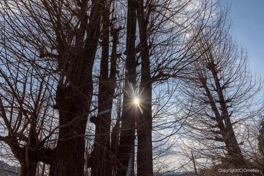 日の出町・天正寺のイチョウ