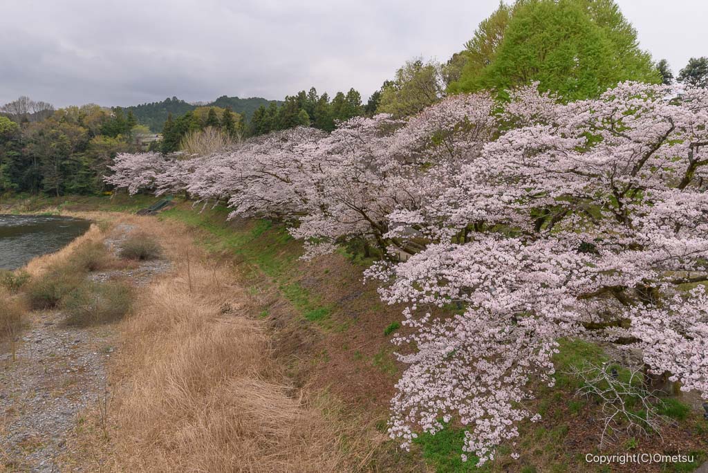 青梅・釜の淵公園の桜