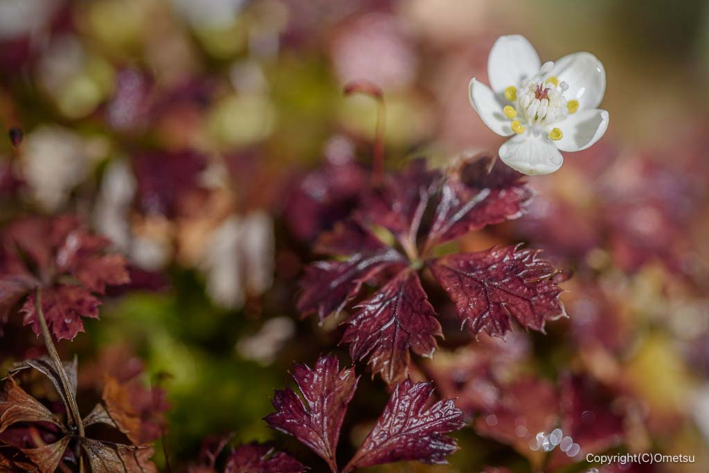 東京都・瑞穂町の、耕心館の、バイカオウレン