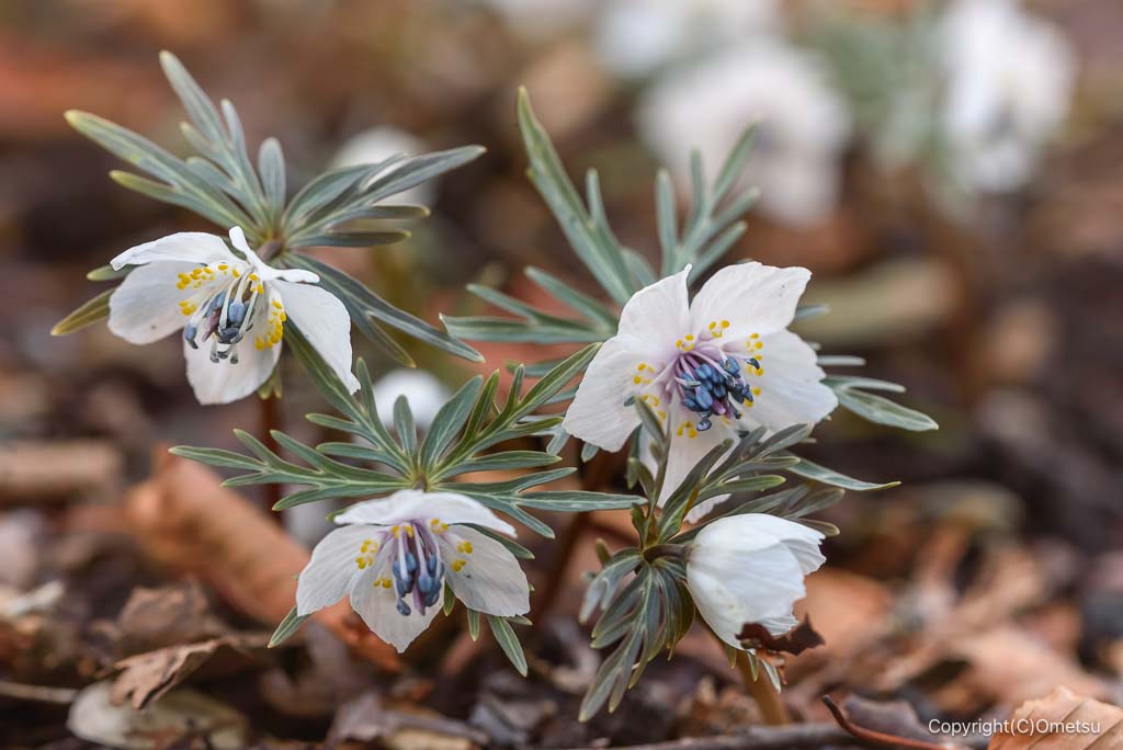東京都・瑞穂町の、耕心館の、セツブンソウ