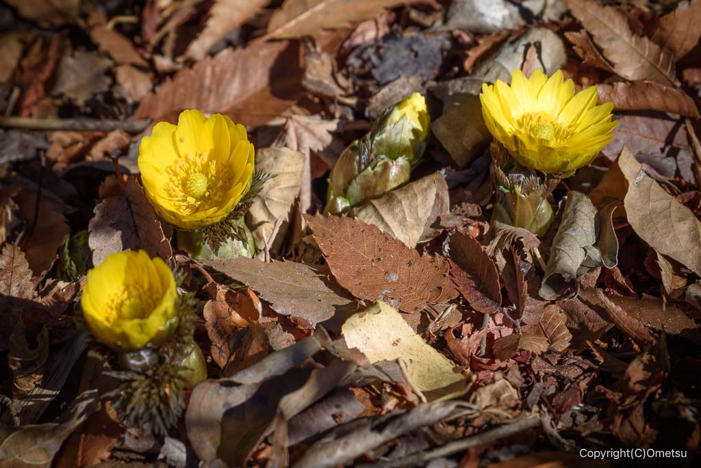 東京都・瑞穂町の、耕心館の、フクジュソウ