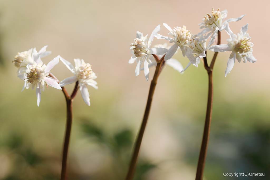 小峰公園の、セリバオウレン