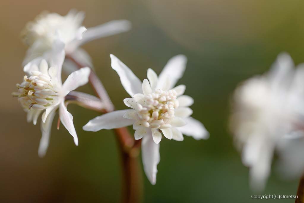 小峰公園の、セリバオウレン