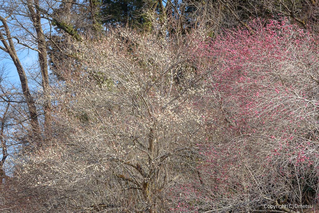 小峰公園の梅