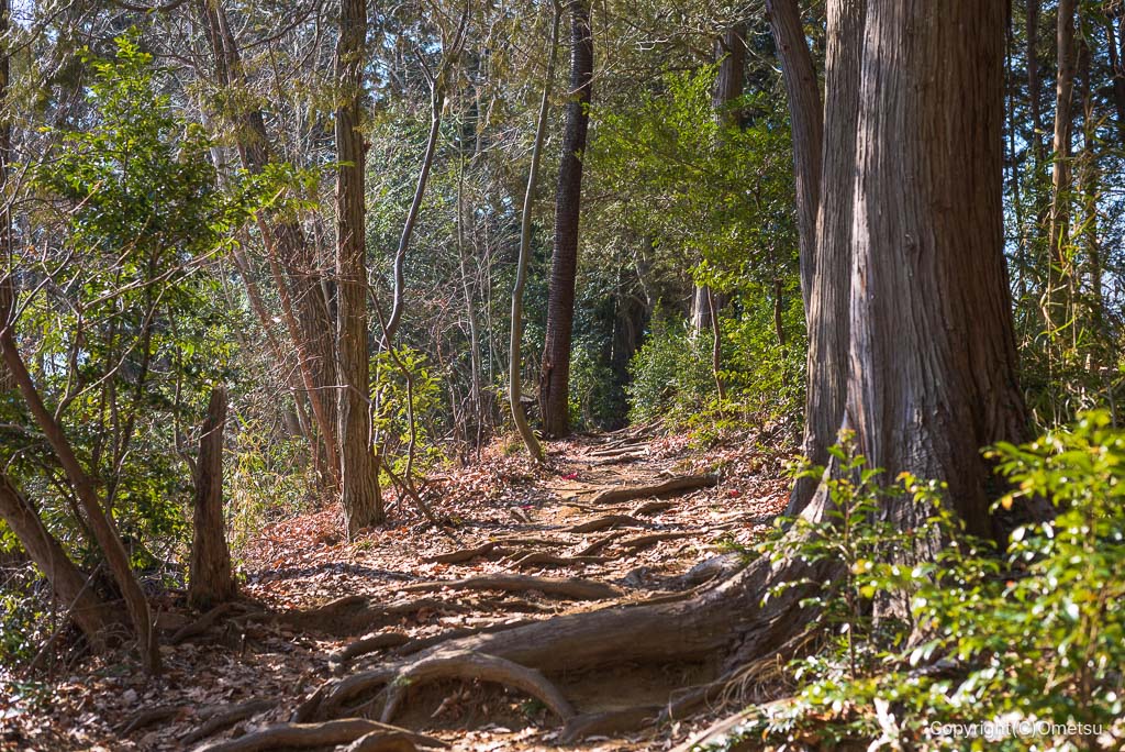 小峰公園の、尾根道