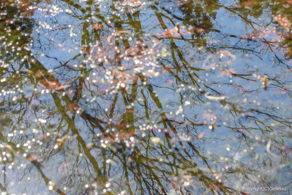 あきる野・広徳寺の池