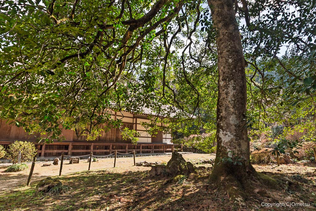 あきる野・広徳寺のタラヨウ