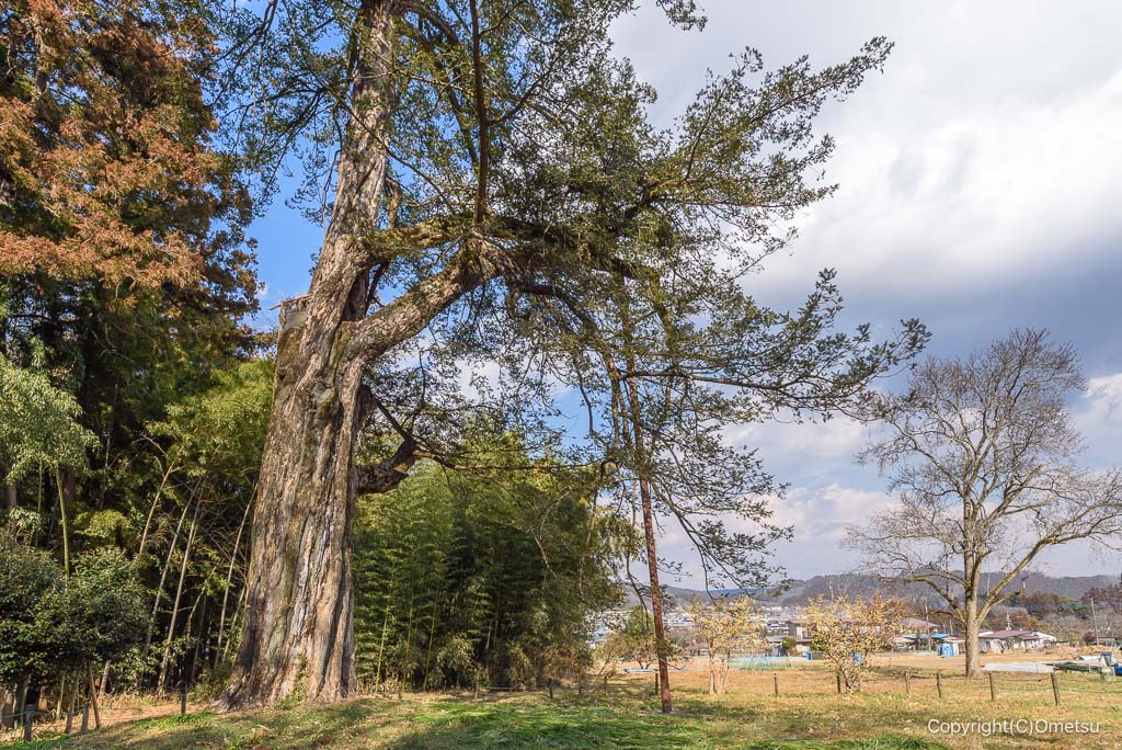 あきる野・広徳寺のカヤの木