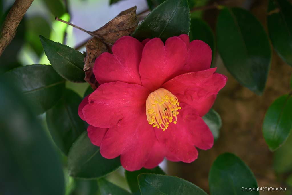 あきる野・広徳寺の椿