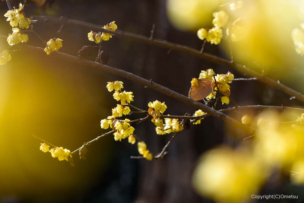 あきる野・広徳寺のロウバイ