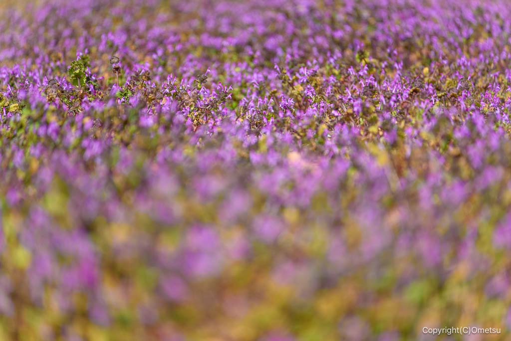 あきる野・広徳寺付近の、ホトケノザ