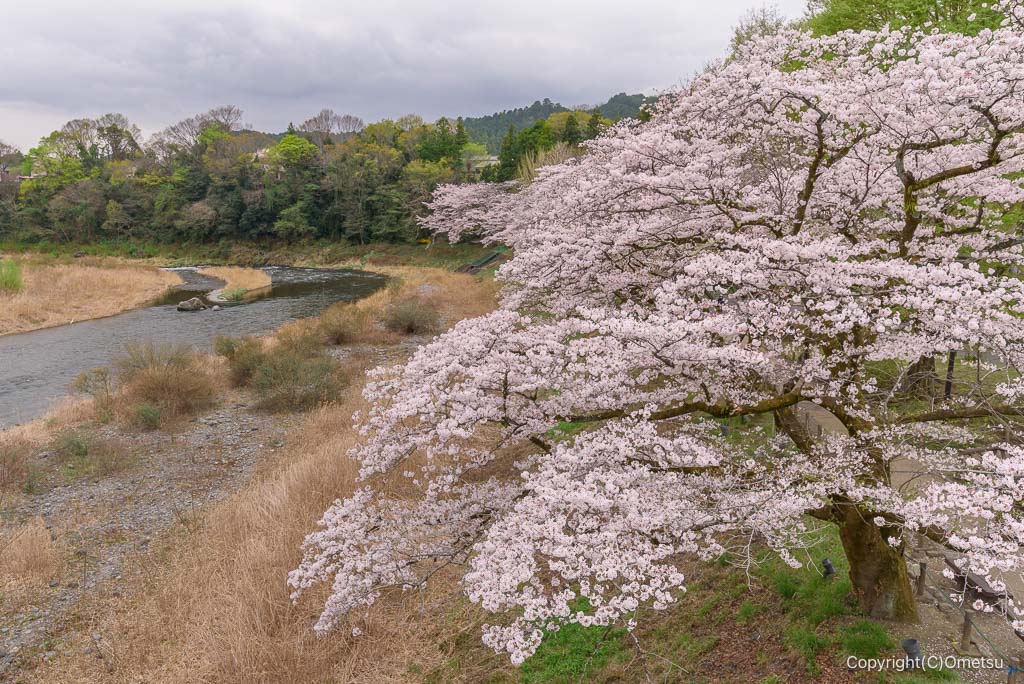 青梅・釜の淵公園の桜