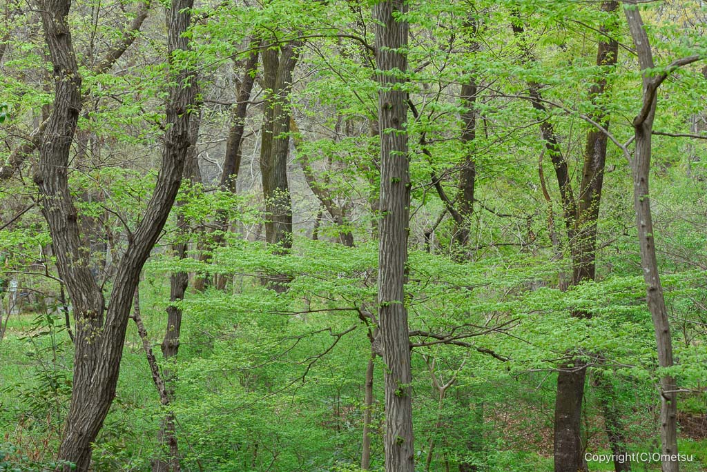 青梅市・釜の淵公園の、雑木林