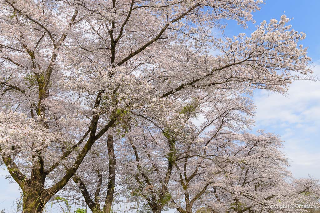 日の出町 塩田耕地堤の桜